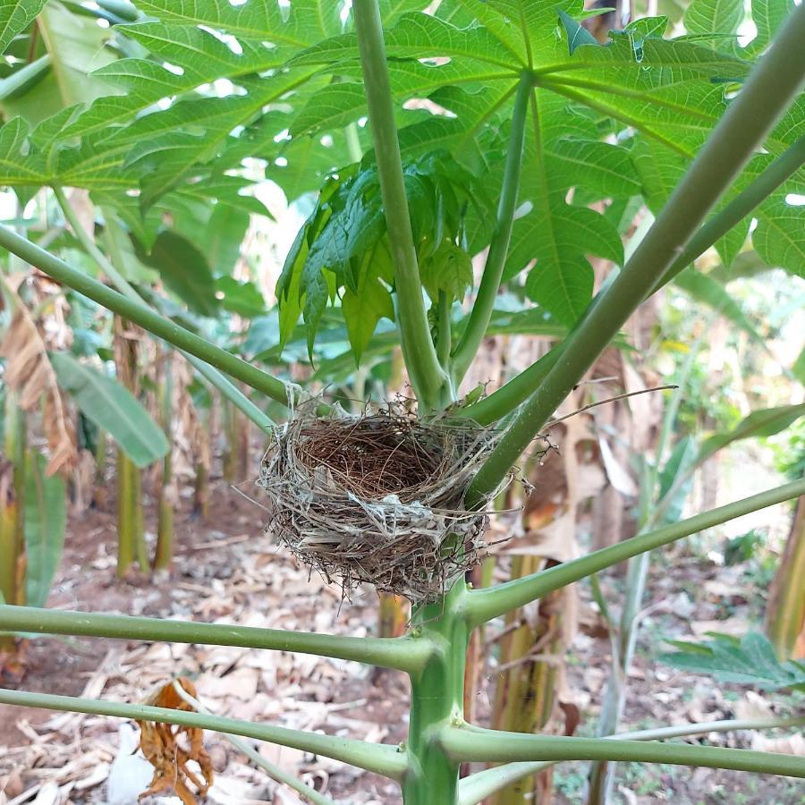 Banana Farm House 亨比 外观 照片